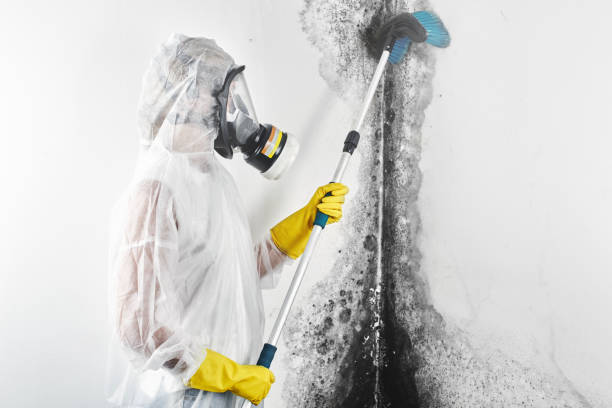 Best Dehumidification Services  in New Kensington, PA