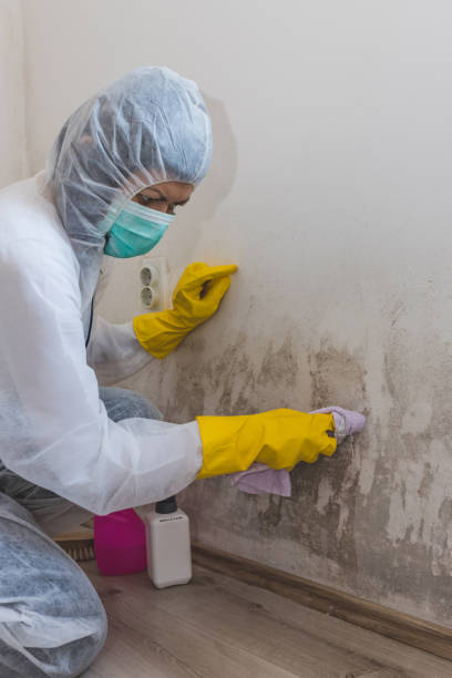 Best Black Mold Removal  in New Kensington, PA