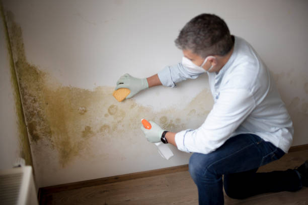 Best Residential Mold Inspection & Testing  in New Kensington, PA